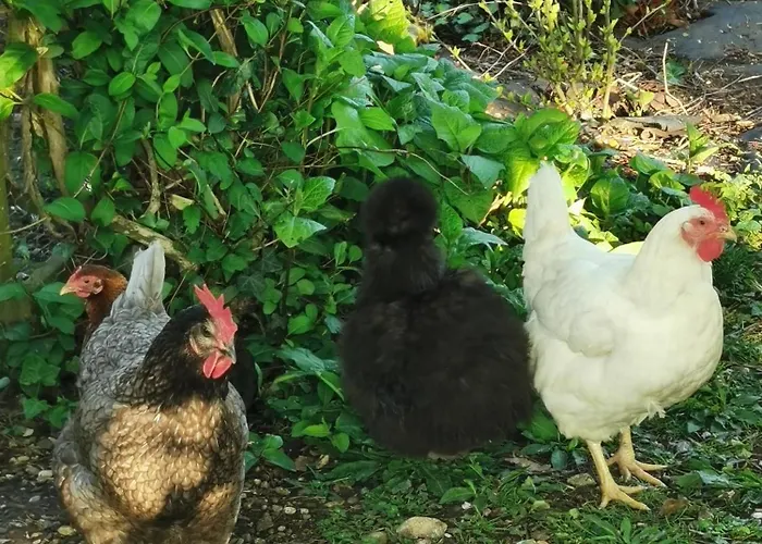 Casa vacanze Tiny House à La Campagne Moulins en Bessin