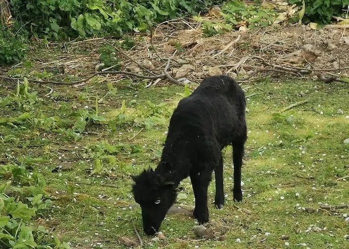 Agreable Tiny House A La Campagne 펜션 Moulins en Bessin
